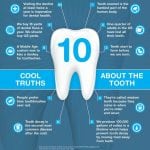 Private Health Insurance for Dental Work - image tooth-facts-150x150 on https://www.foundationdental.com.au